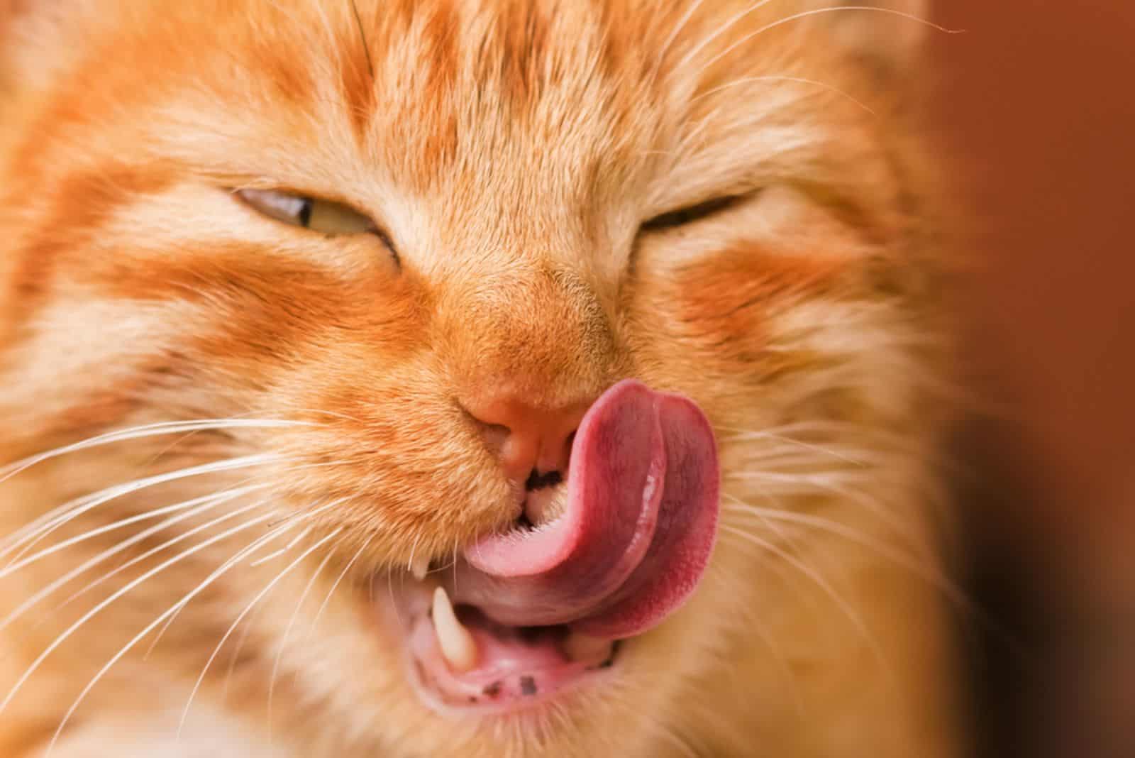 Red cat licking face