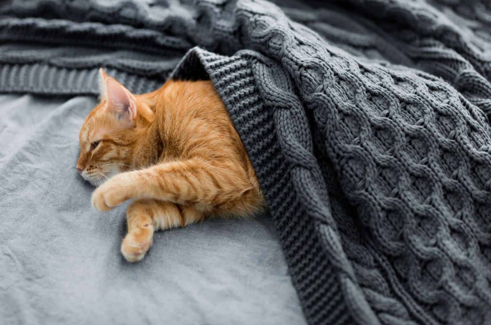 Red cat sleeps under a gray knitted plaid