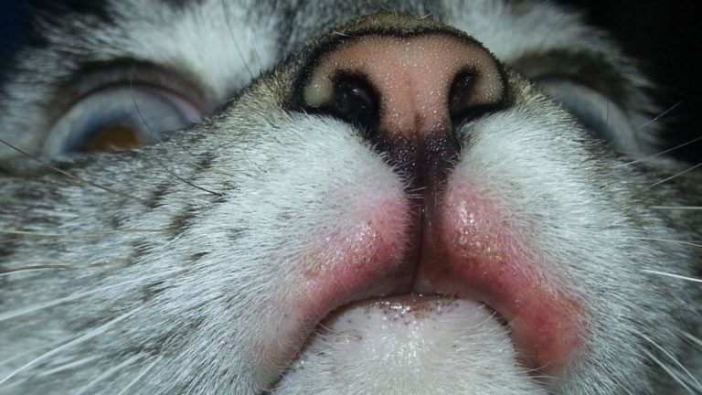 cat with rodent ulcer