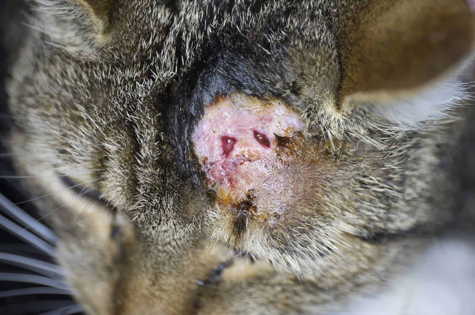 Ruptured Cat Abscess