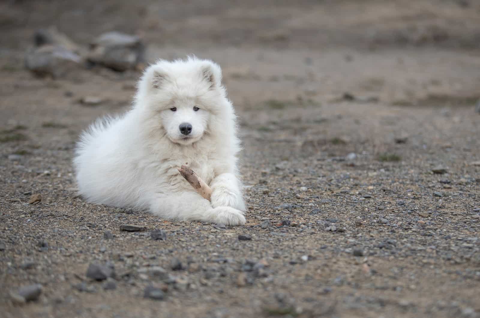 Samoyed laying outdoor