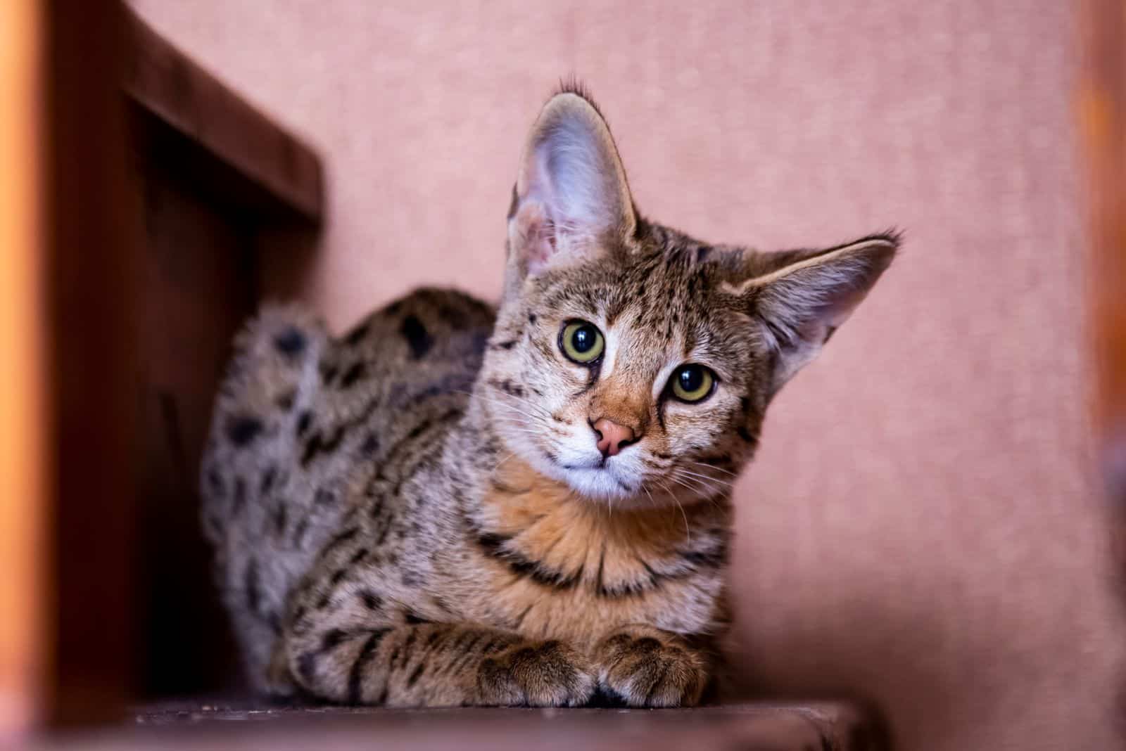 Savannah Cat