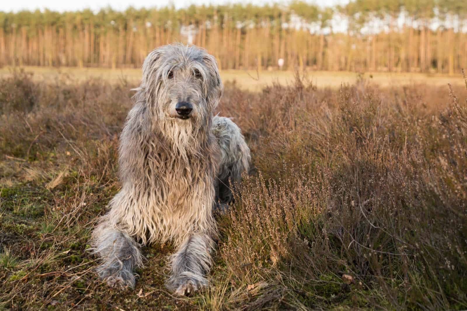 Scottish Deerhound outdoor