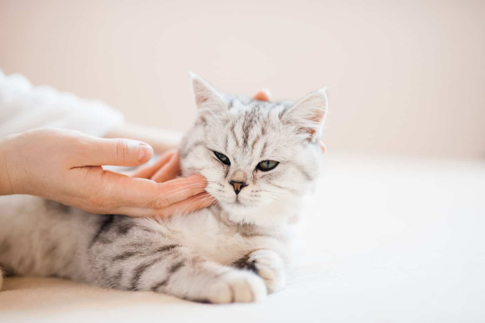 Scottish kitten in the hands of a girl