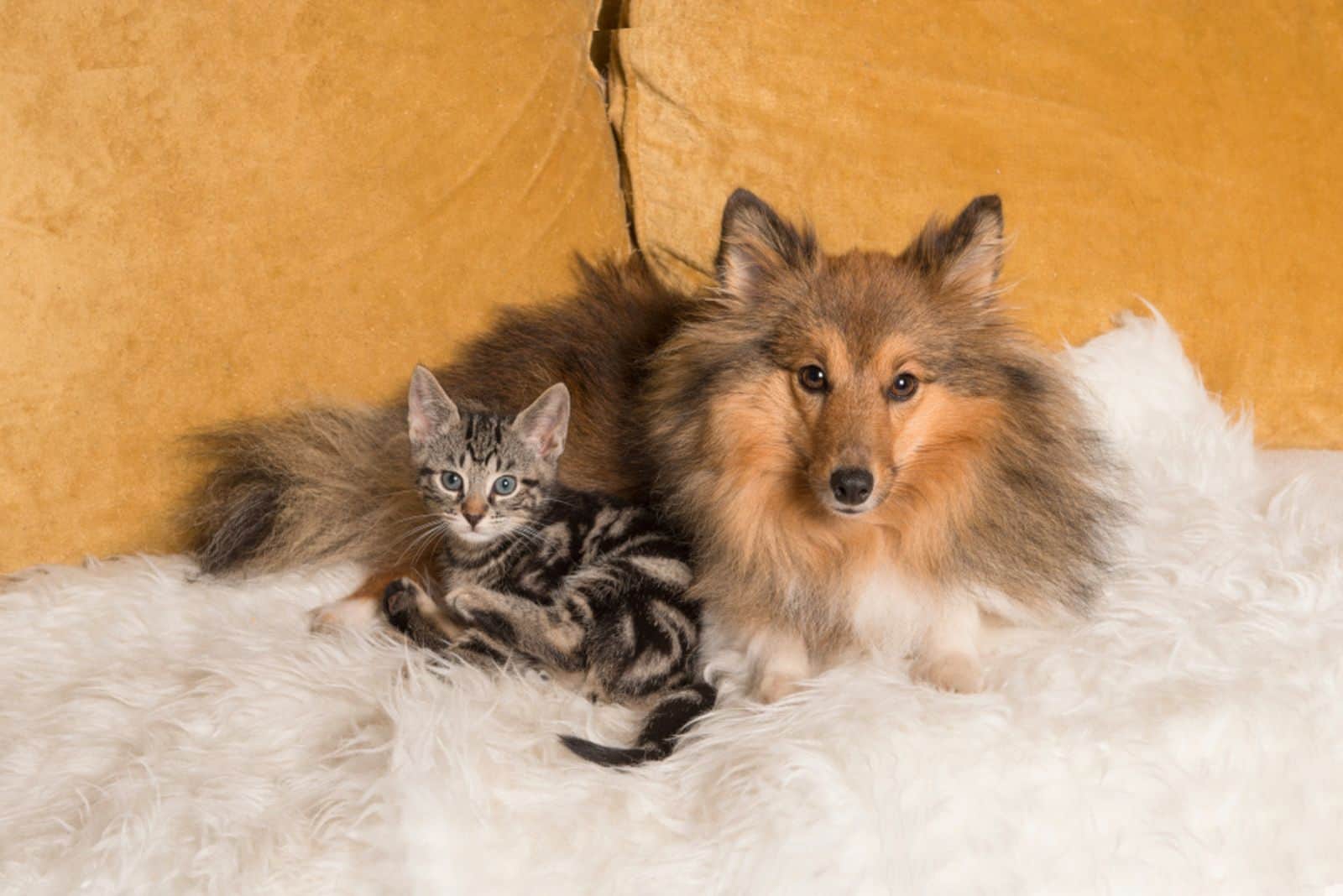 Shetland Sheepdog with cat