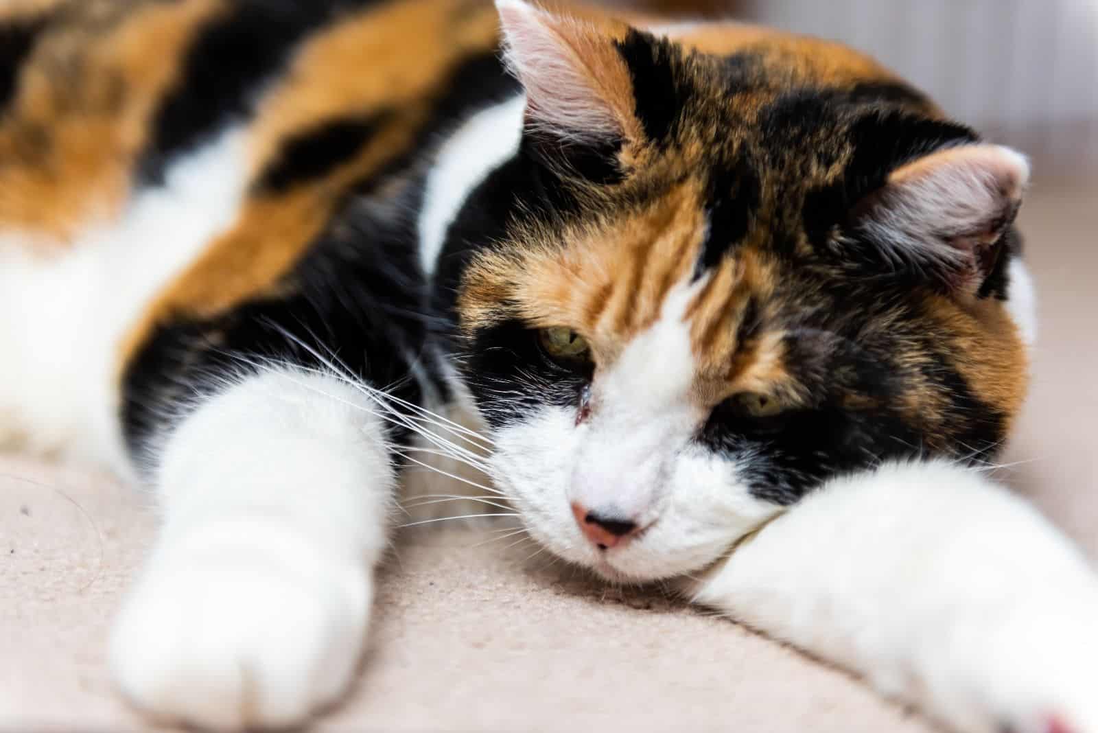 Short-haired Calico Cat