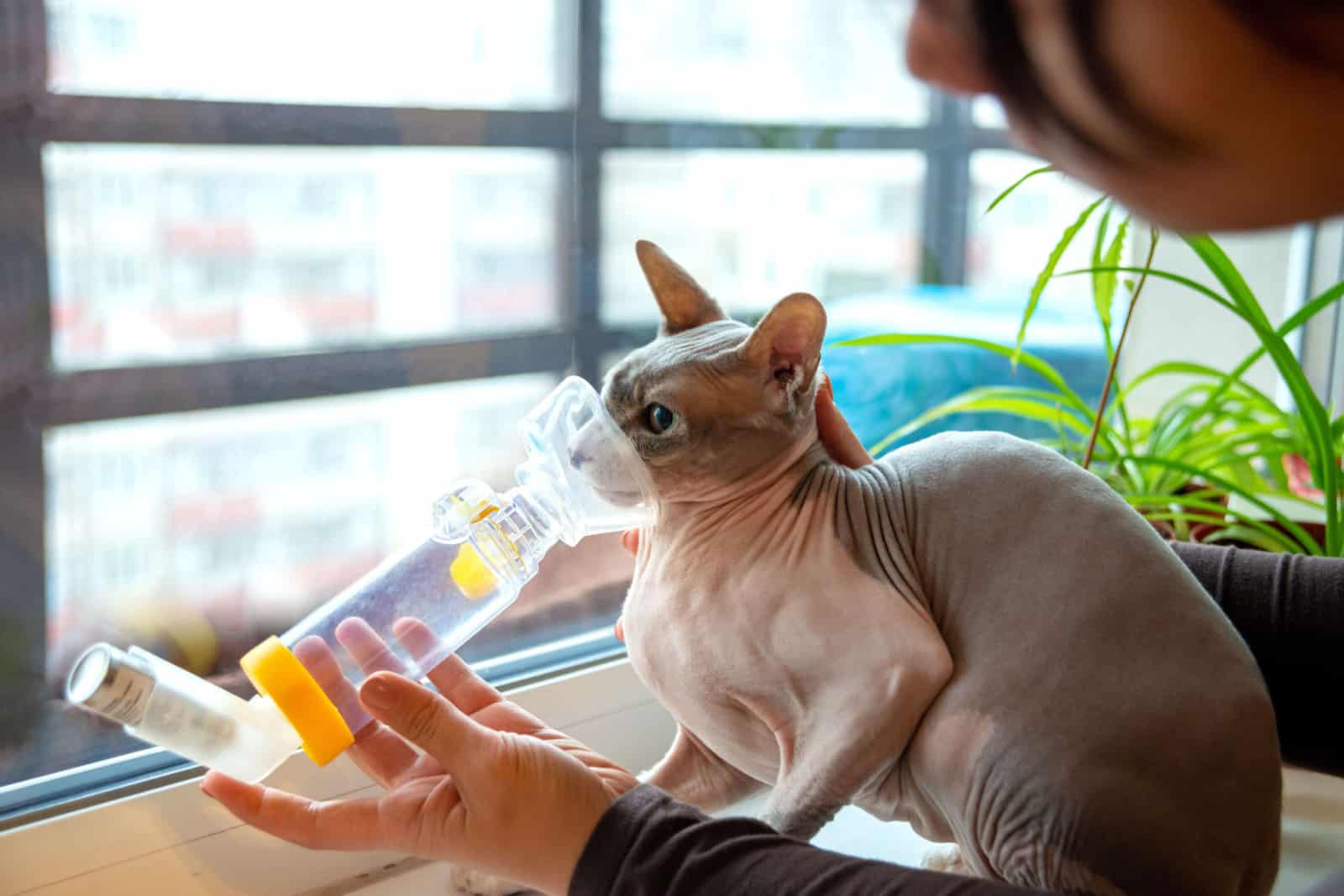 Shot of young woman take care of a pet sphynx cat with asthma