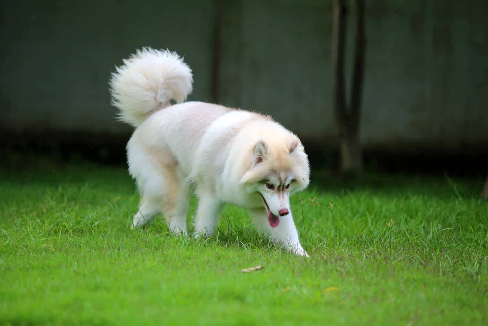 Siberian Husky wooly coat in grass field