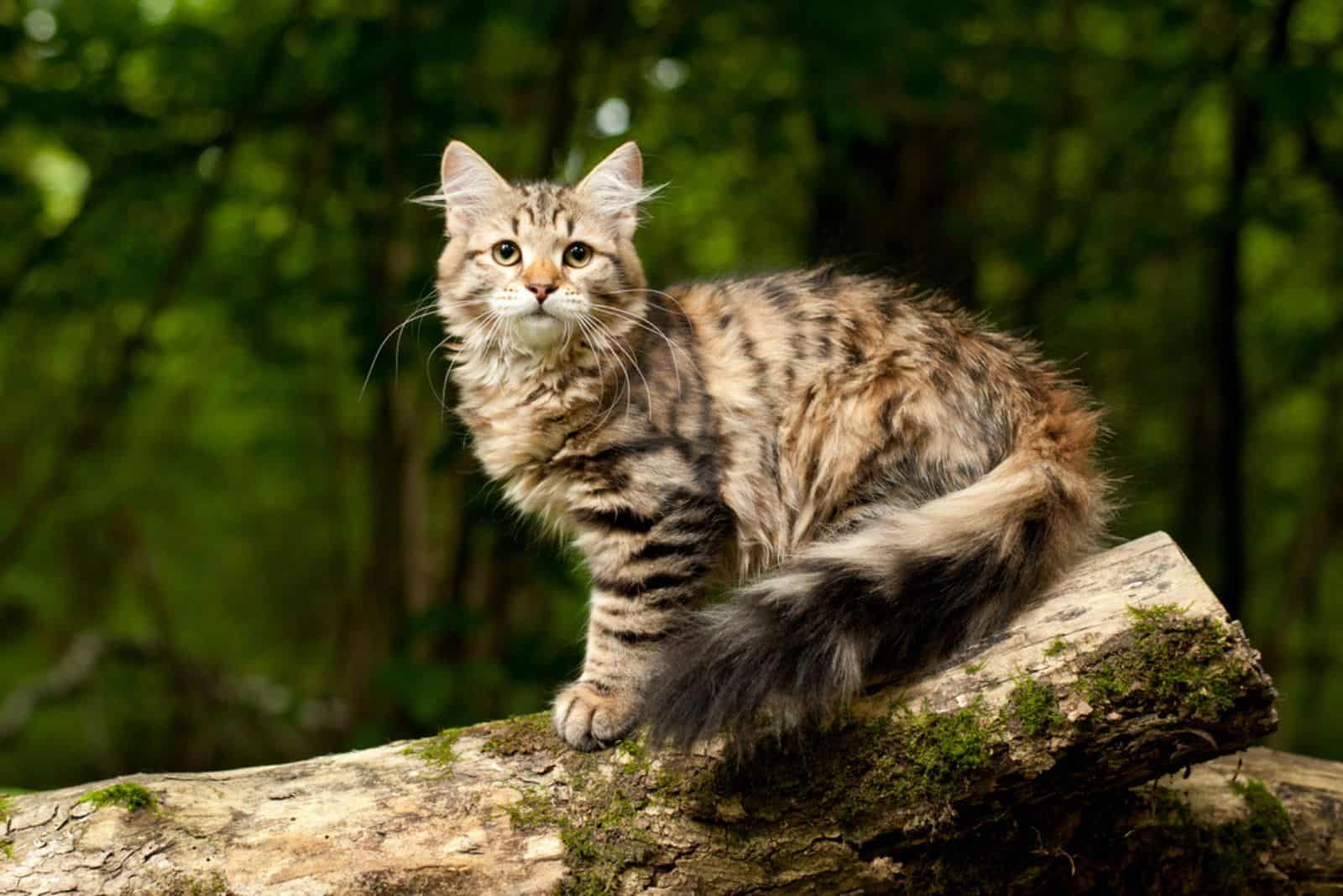 Siberian cat kitten in wood