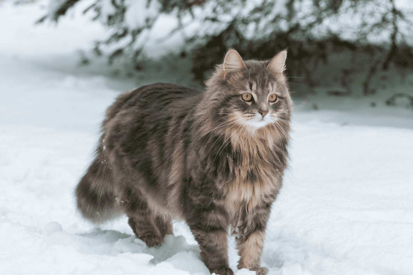 Siberian cat