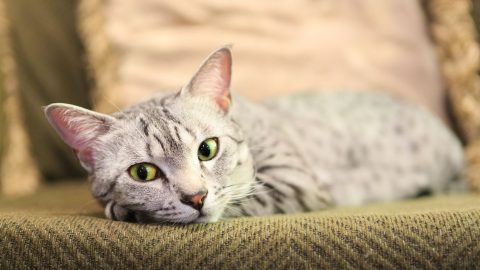 Signs Of Cat's Internal Bleeding And How To Help