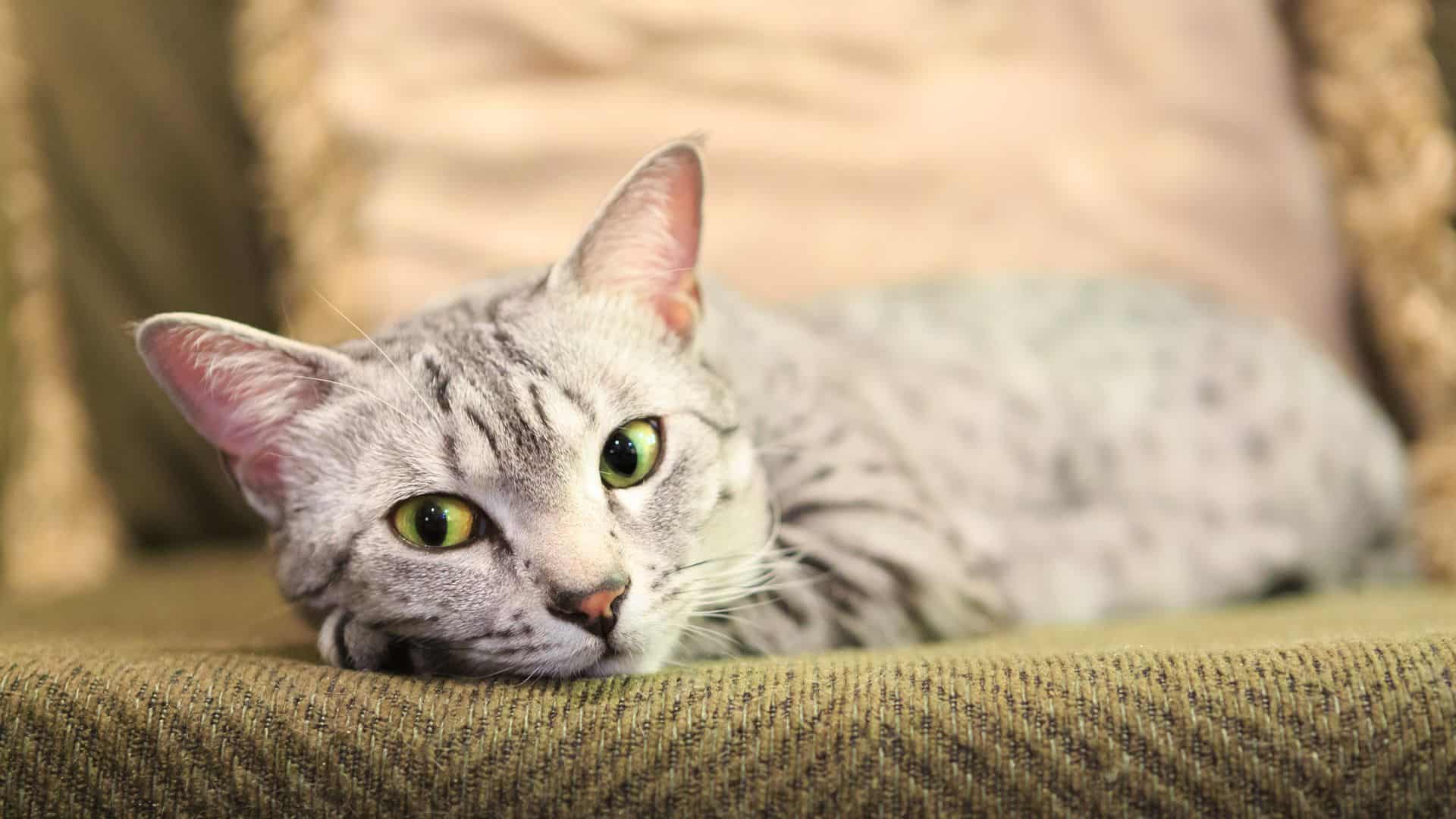 a sad cat is lying on the couch