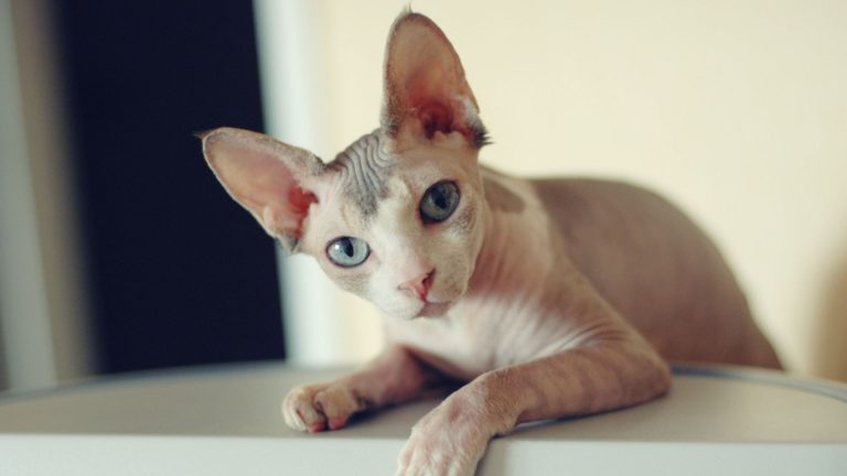 Sphynx Cat looks at camera