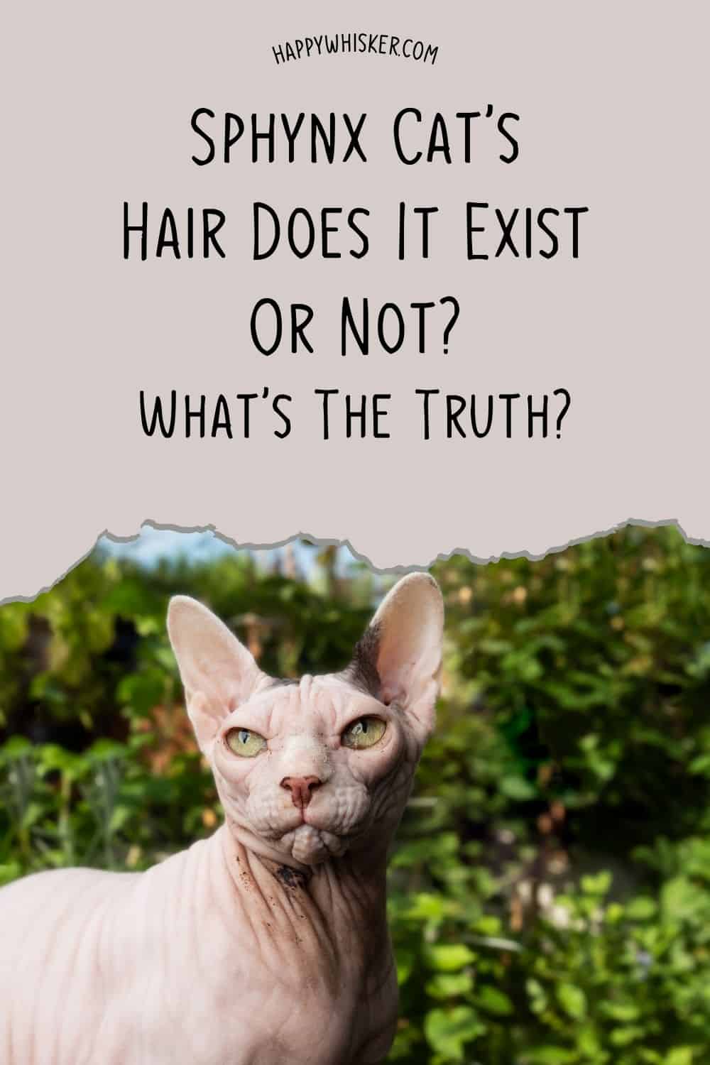 Sphynx Cat’s Hair Does It Exist Or Not What’s The Truth Pinterest