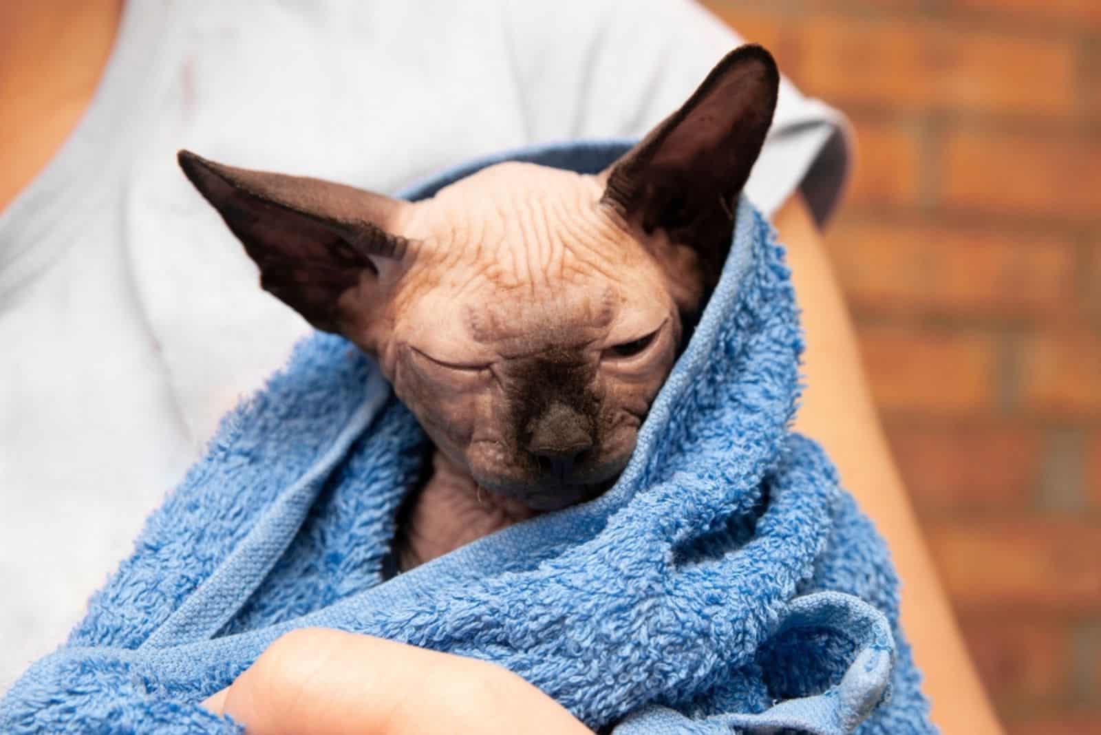 Sphynx cat in a towel