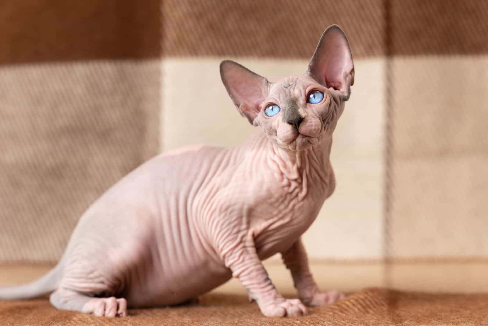 Sphynx cat