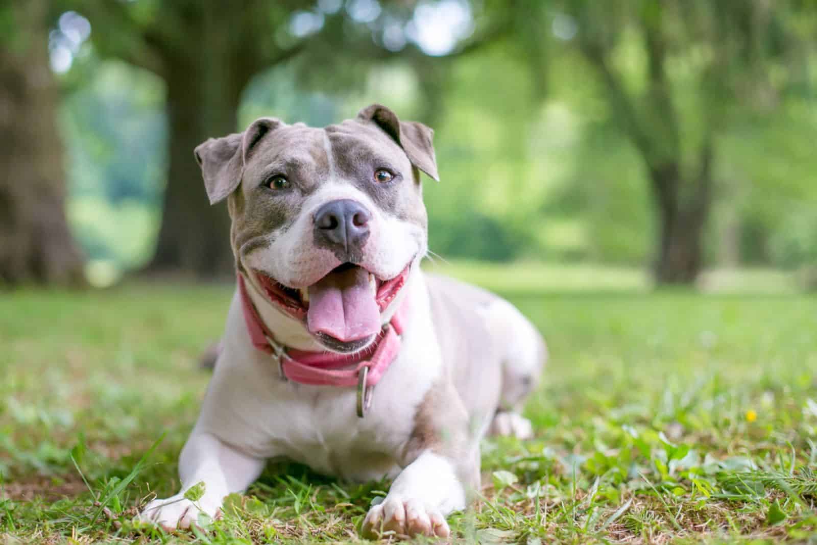 Staffordshire Bull Terrier