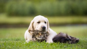 adorable dog with cat on the grass