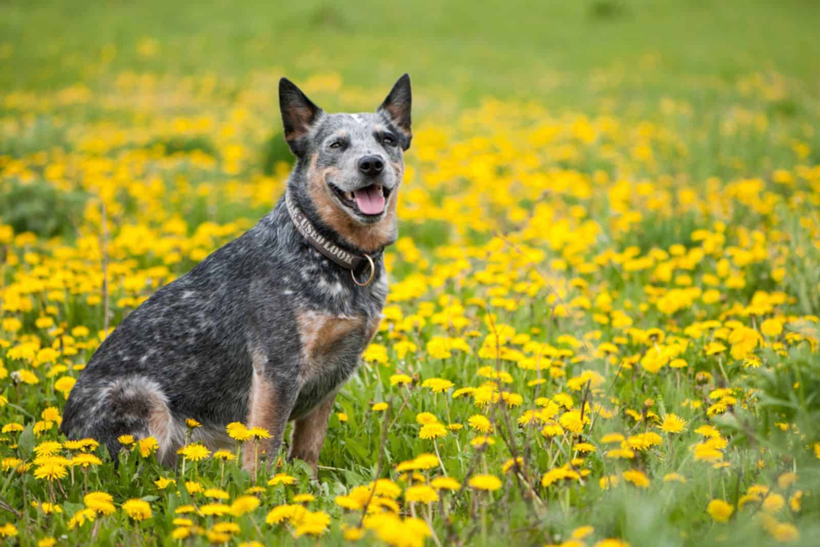 The Australian Cattle Dog in a flower field