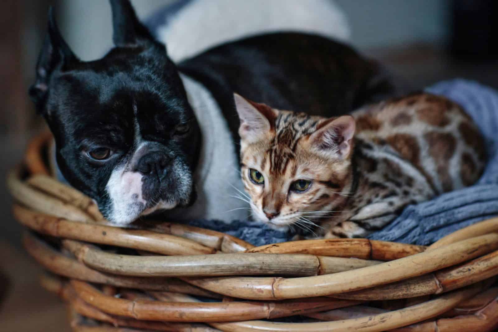 The Boston Terrier with cat