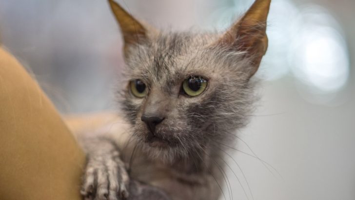 The Lykoi Cat – Why Do We Say They’re Werewolf Cats?