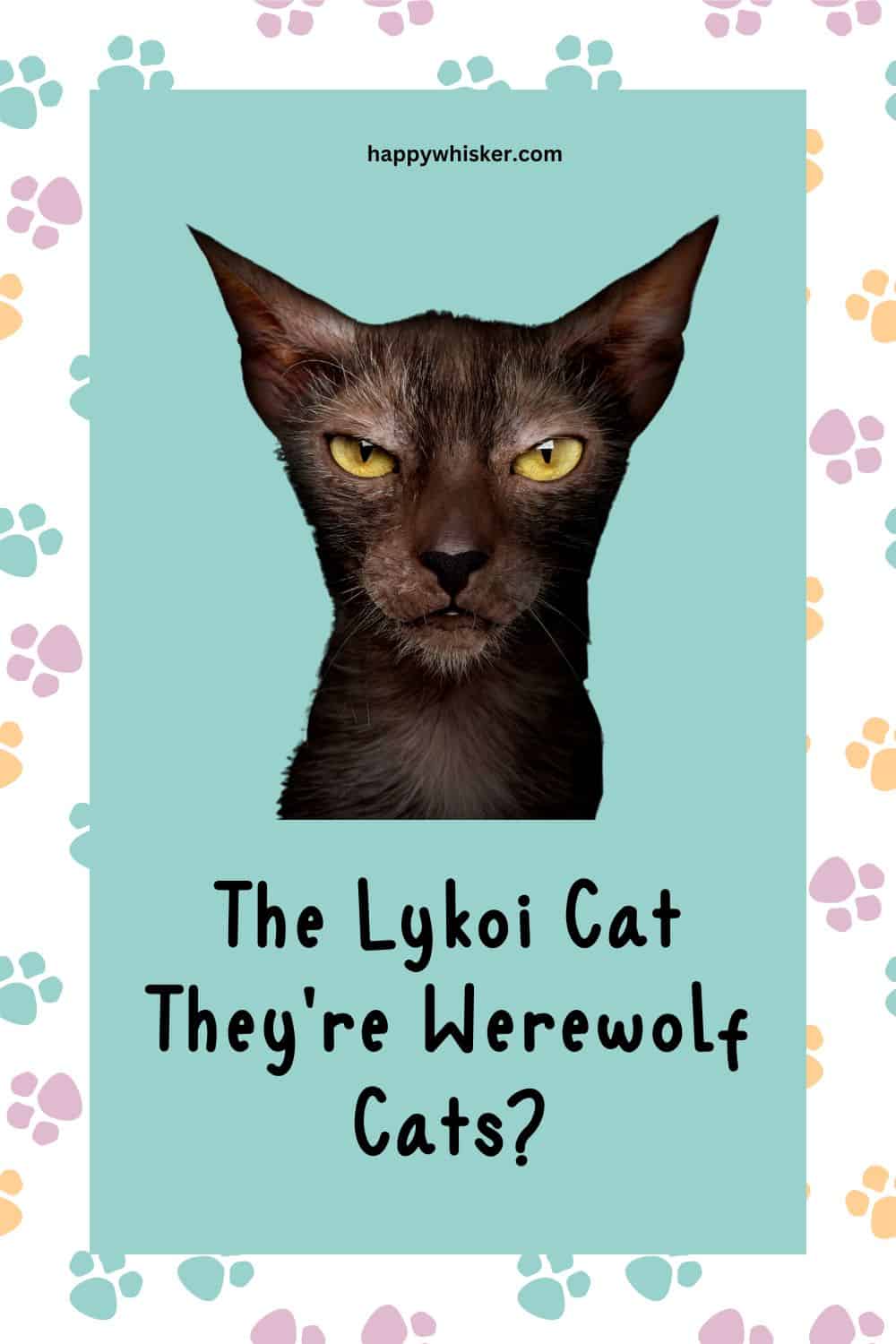 The Lykoi Cat – Why Do We Say They're Werewolf Cats Pinterest
