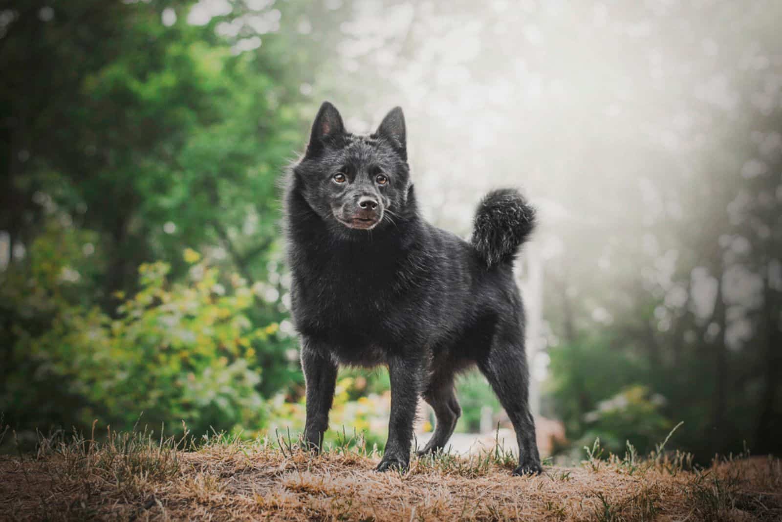 The Schipperke dog outdoor