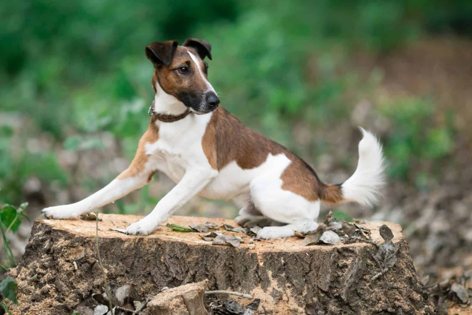  The Smooth Fox Terrier