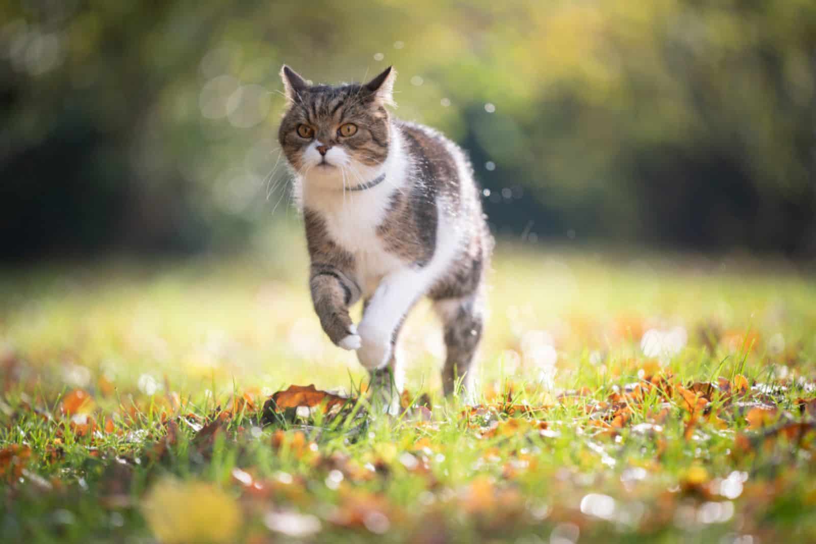 Ticked Tabby cat runs across the field