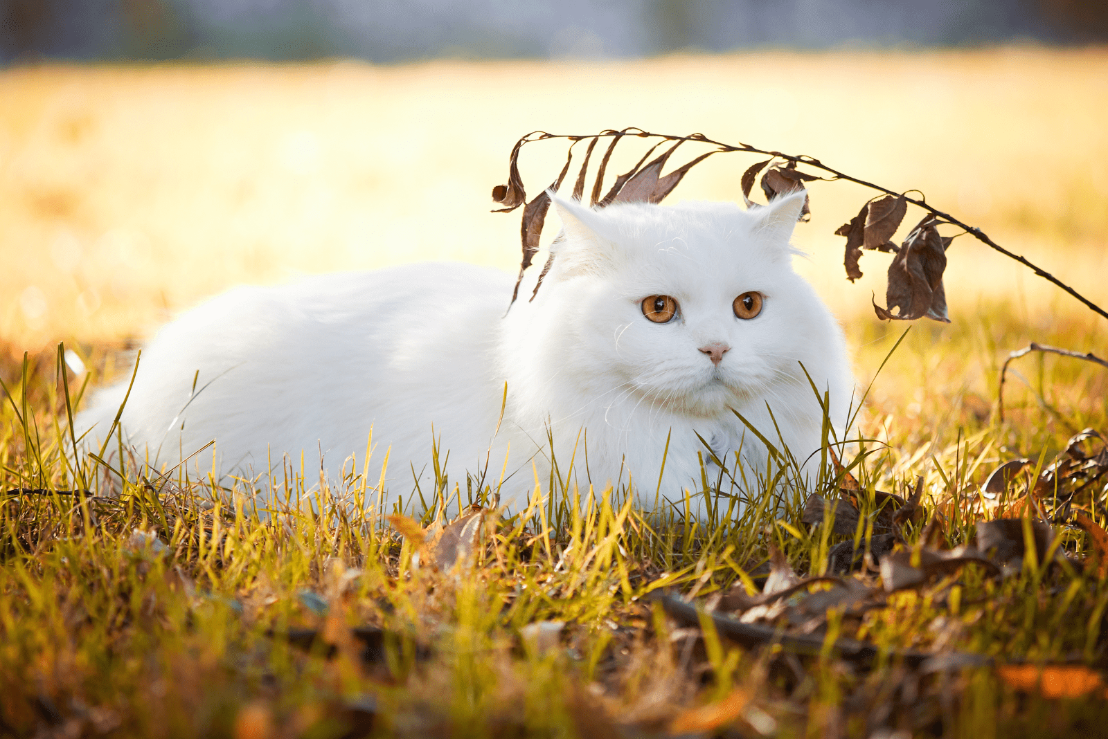 Turkish Angora 