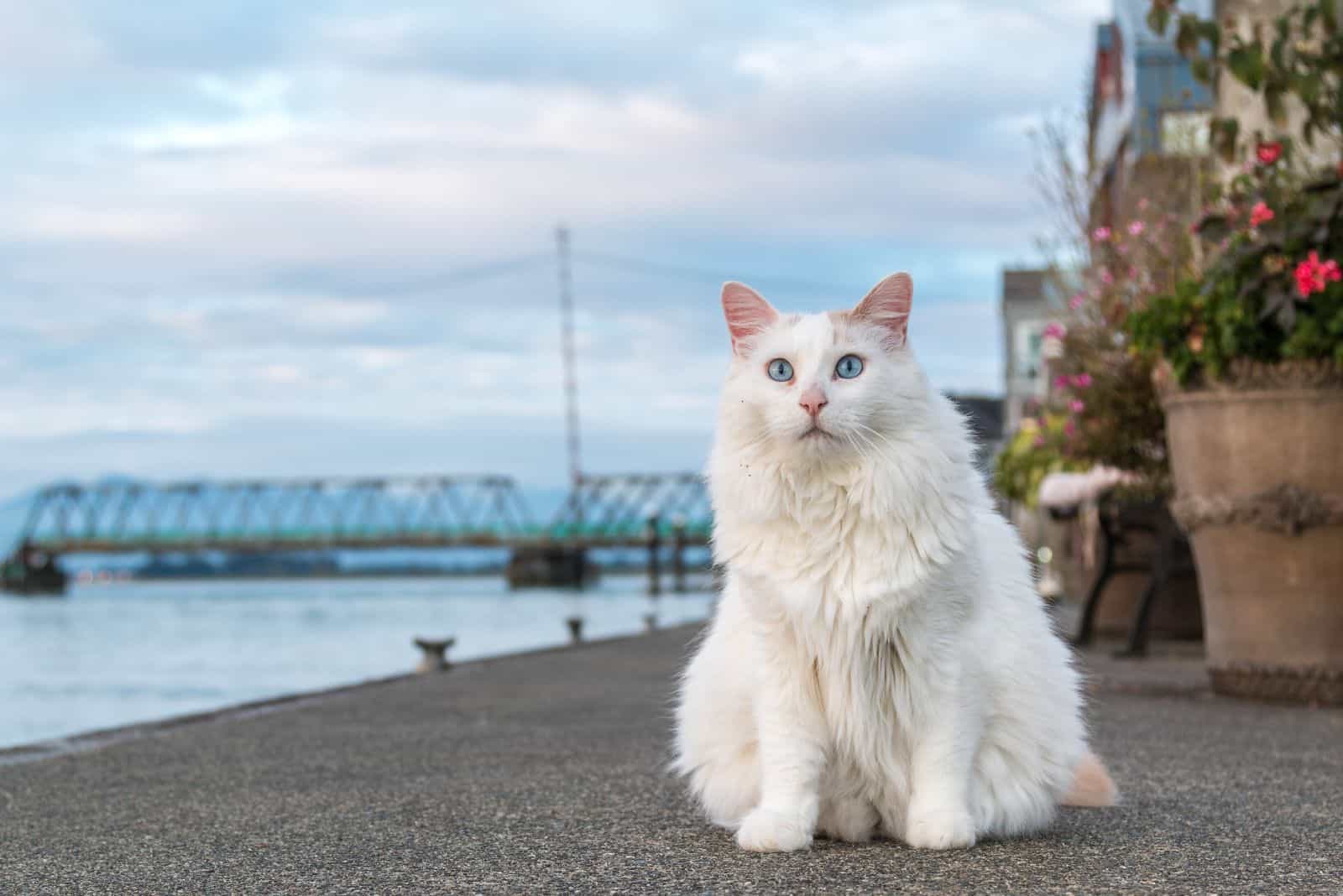 Turkish Van cat sitting on the pavement