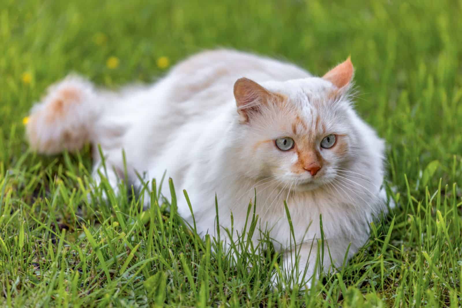 Turkish Van