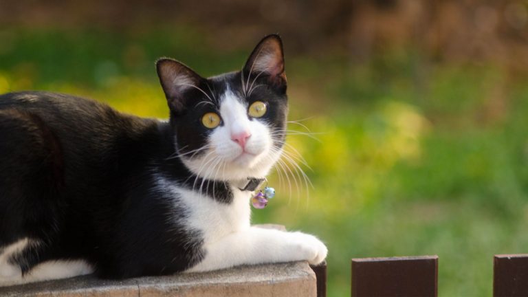 cute loved tuxedo cat sitting on the stone outside