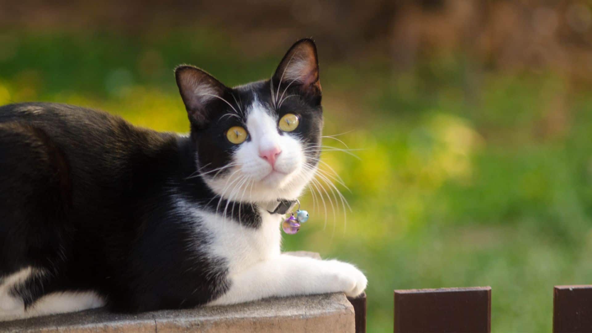 cute loved tuxedo cat sitting on the stone outside