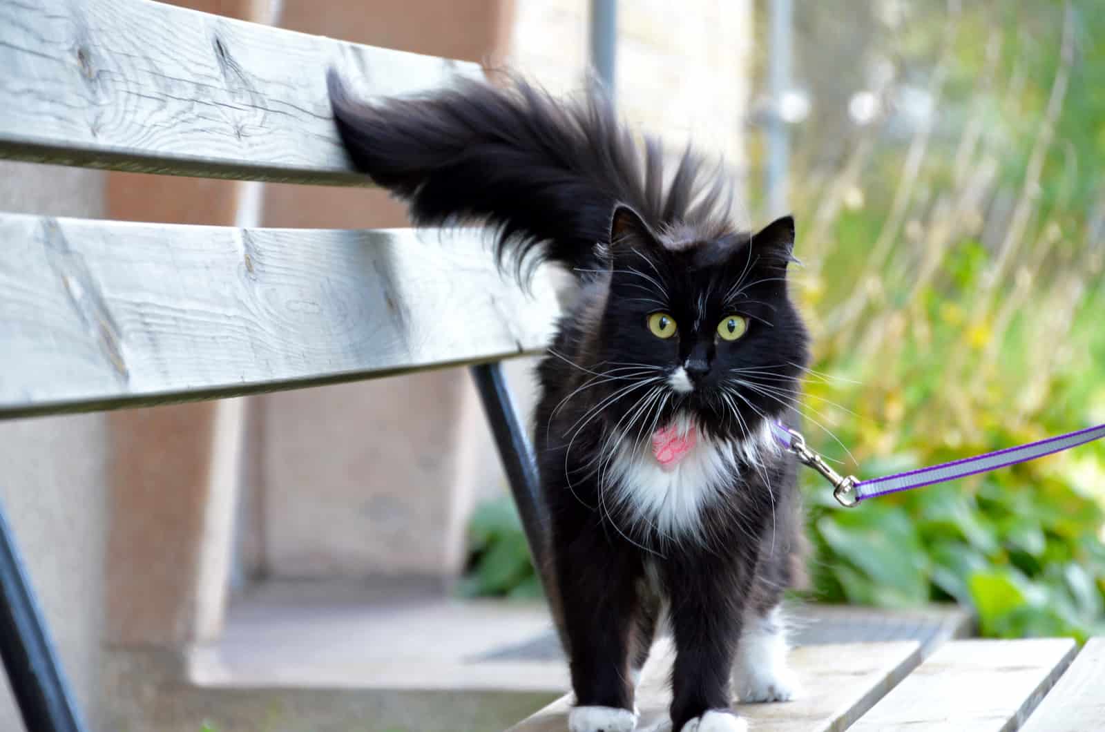Tuxedo cat with long whiskers outside with purple harness