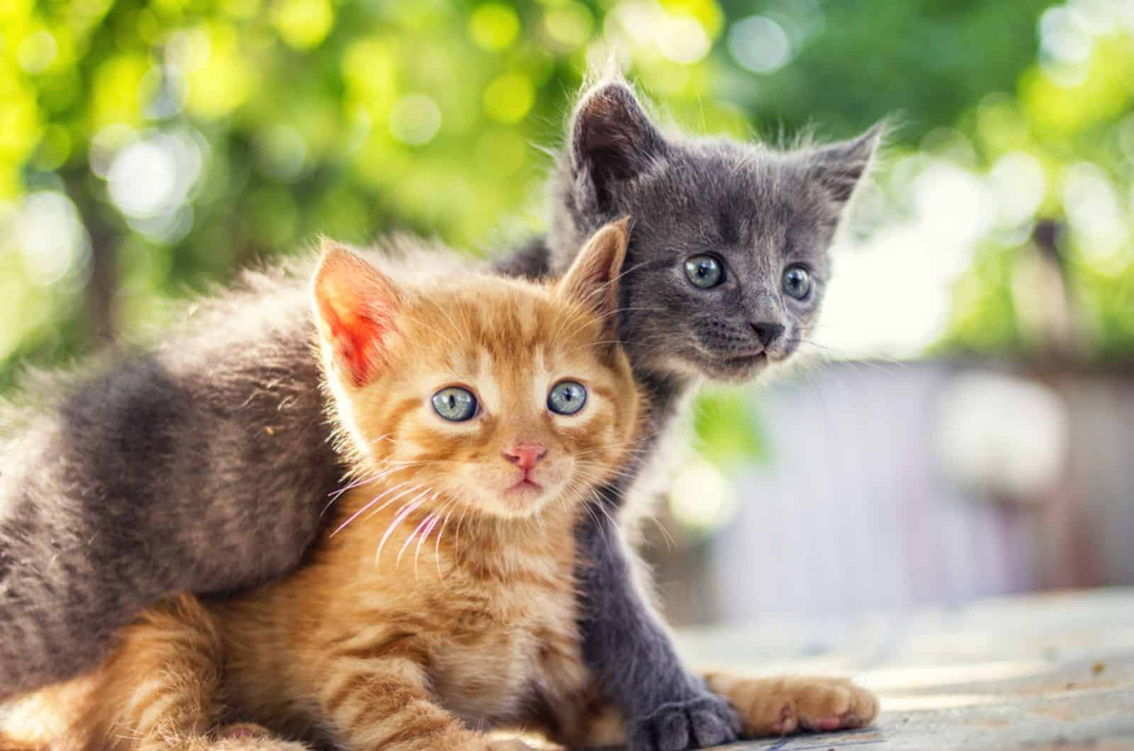 two adorable kittens playing together