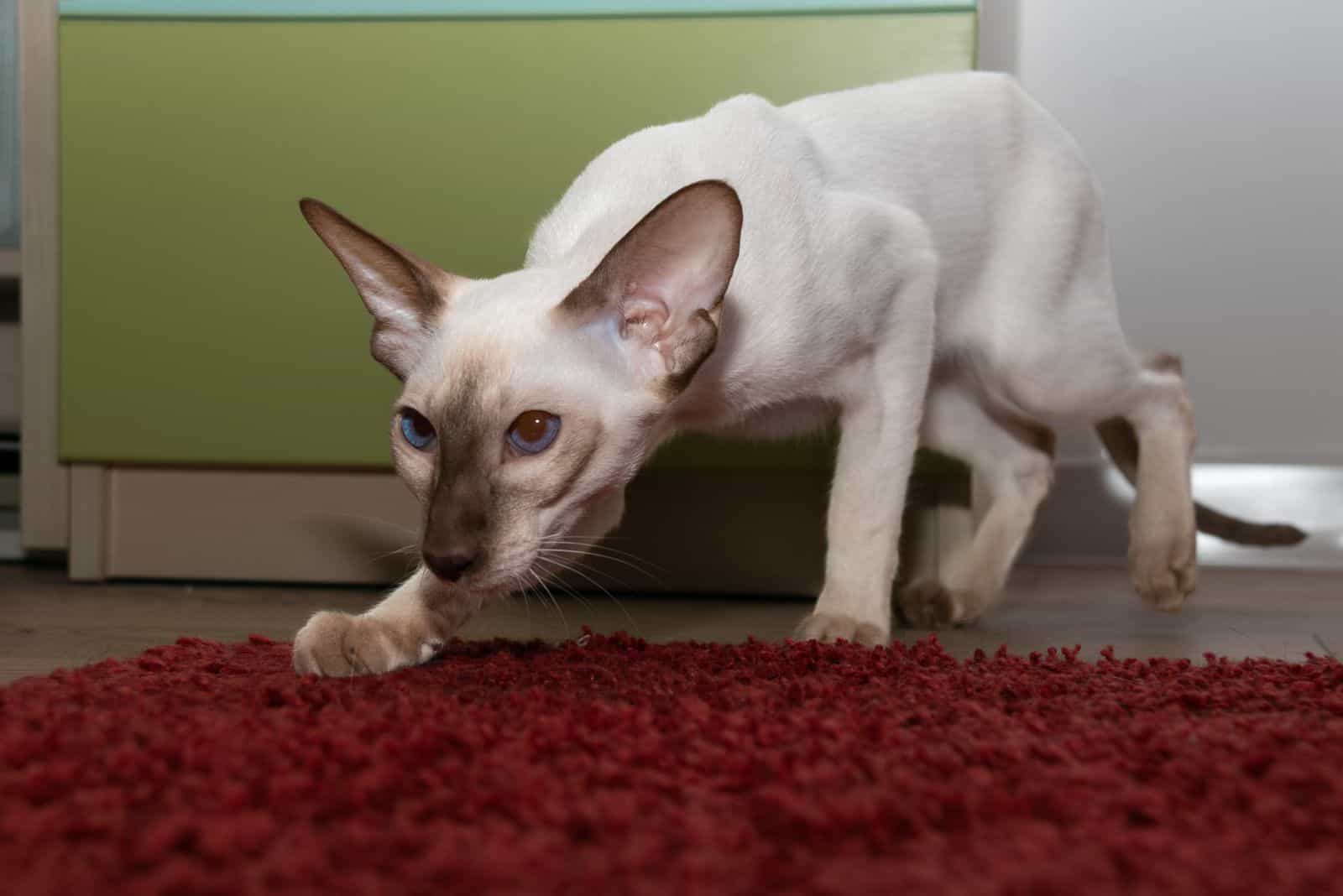 Wedge Siamese Cat