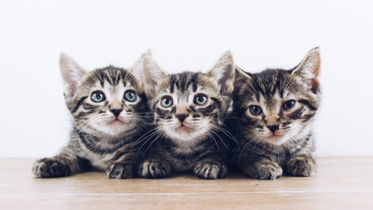 What Are Inbred Cats? What Do We Need To Know About It?