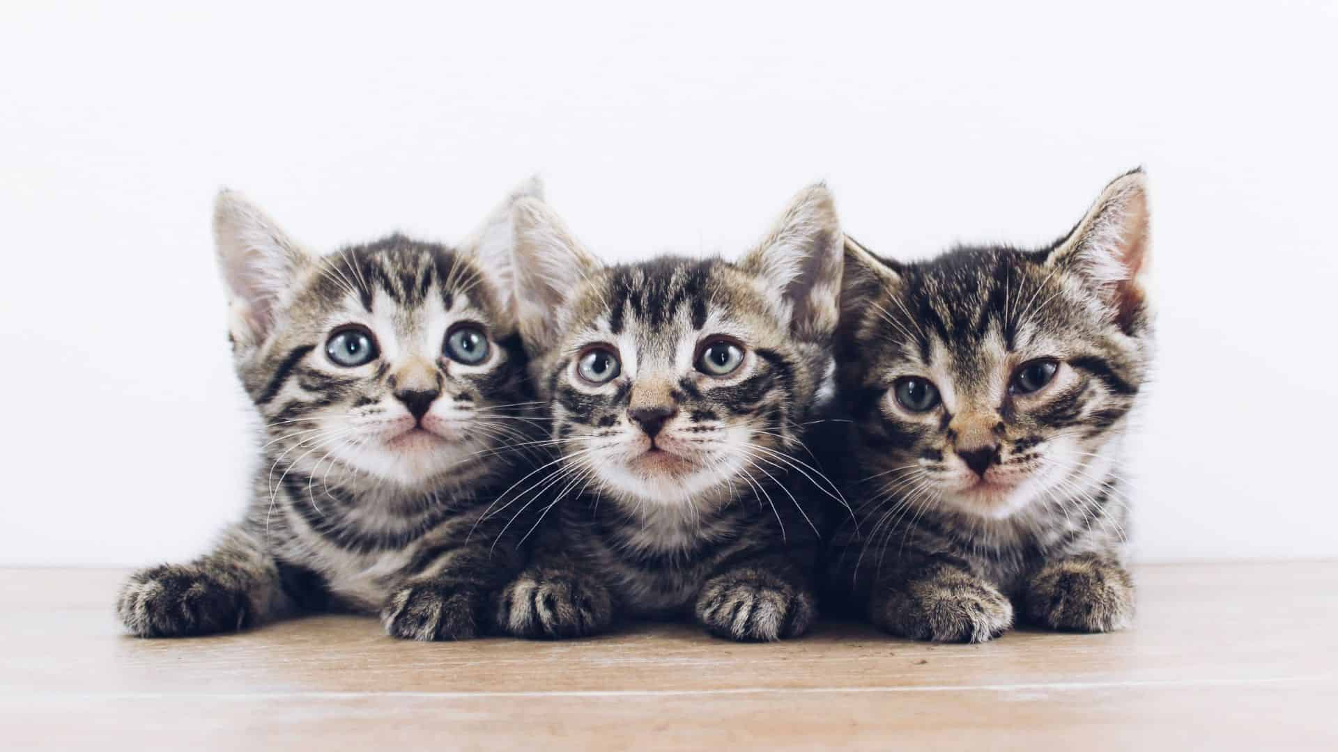 three kittens