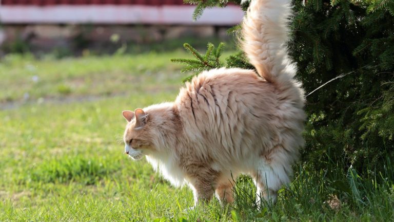 cat spraying in yard