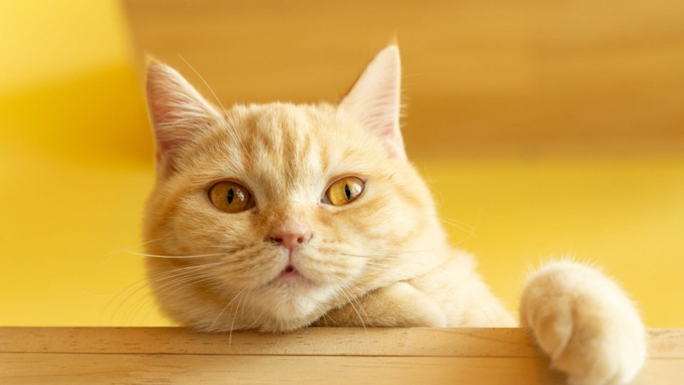 What Happens If You Cut A Cat’s Whiskers? Explained