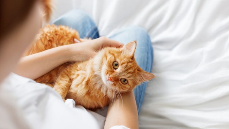 Ginger cat lies on woman's hands