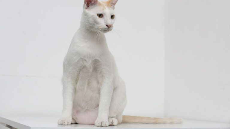 white cat sitting on floor