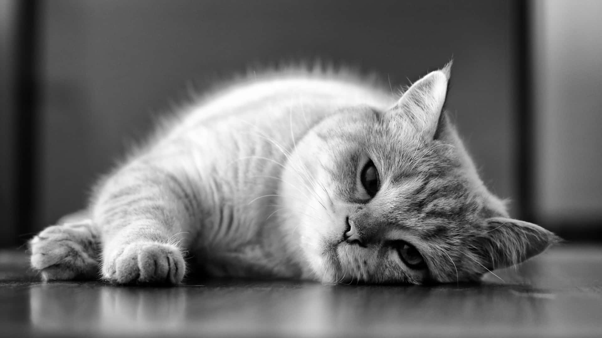 black and white photo of a sick cat