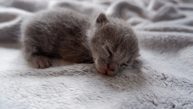 adorable kitten sleeping on a blanket