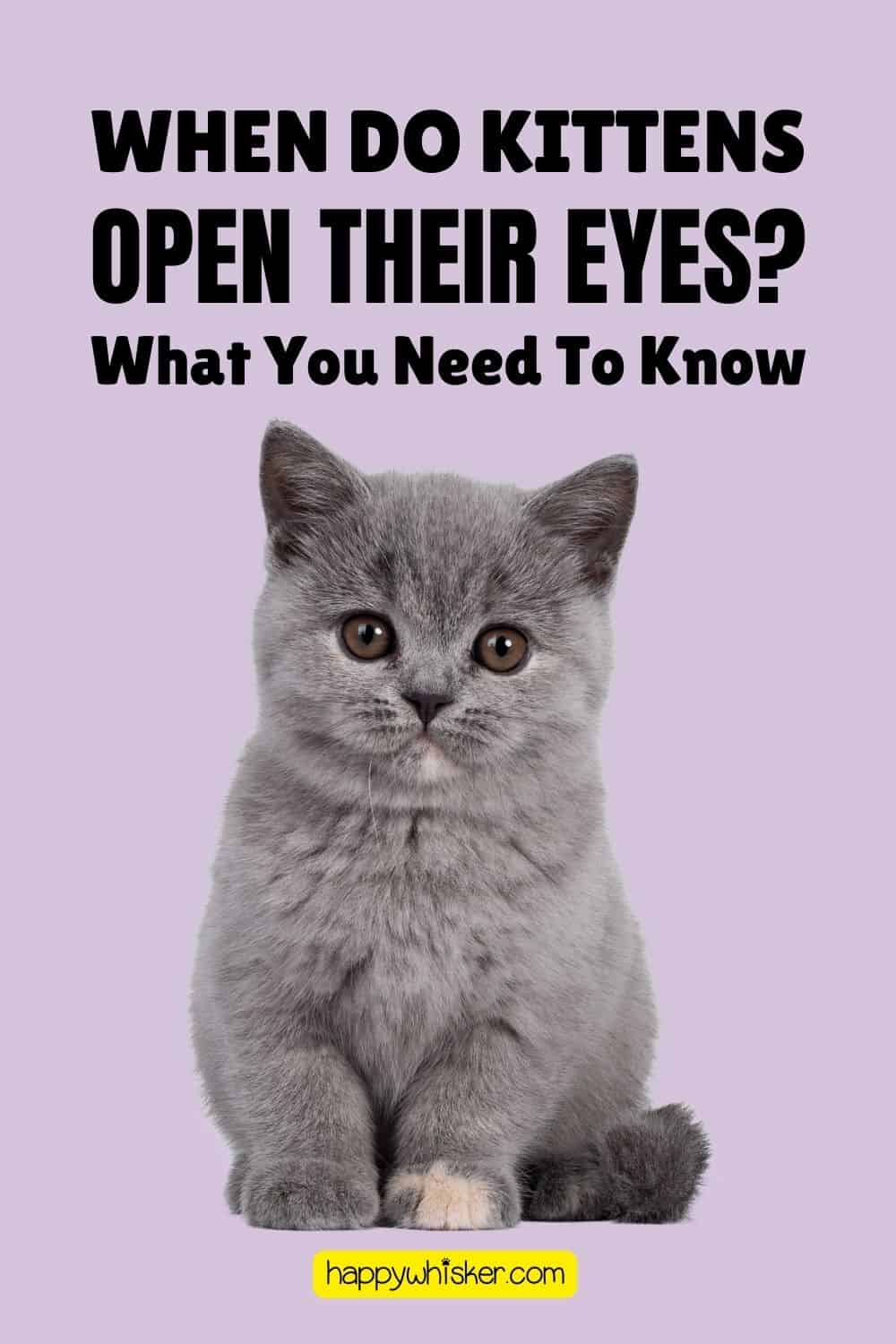 When Do Kittens Open Their Eyes What You Need To Know Pinterest