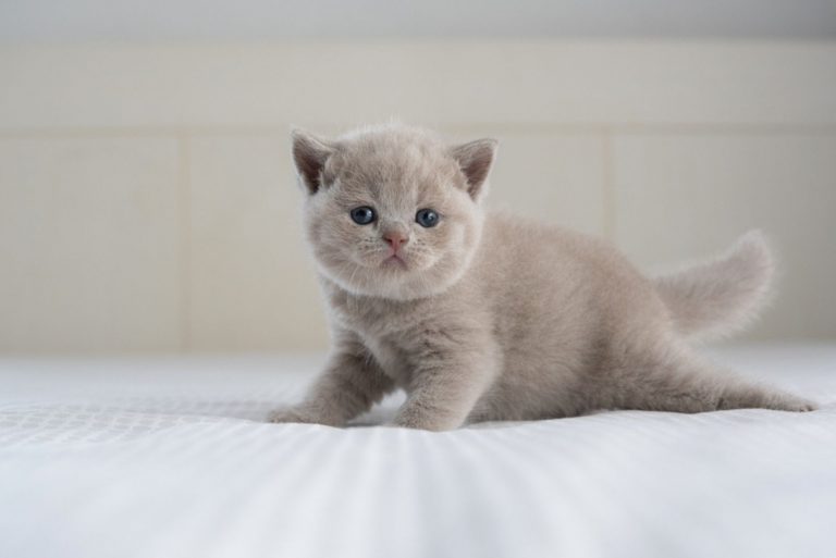 cute kitten trying to walk