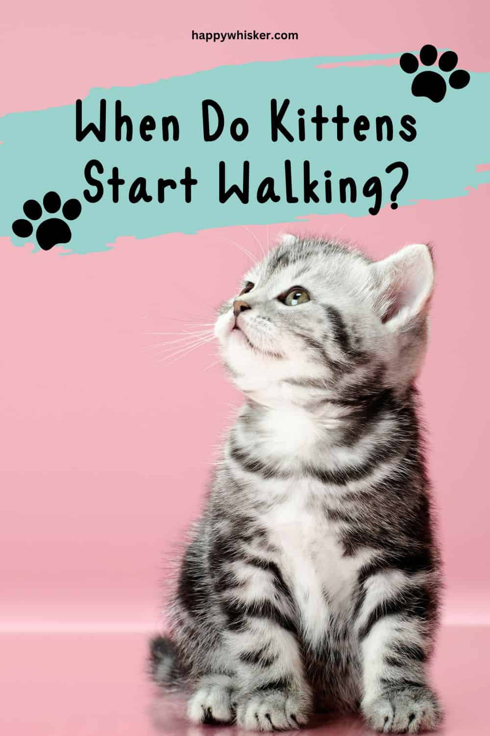 When Do Kittens Start Walking A Must-Know Kitten-Care Fact Pinterest
