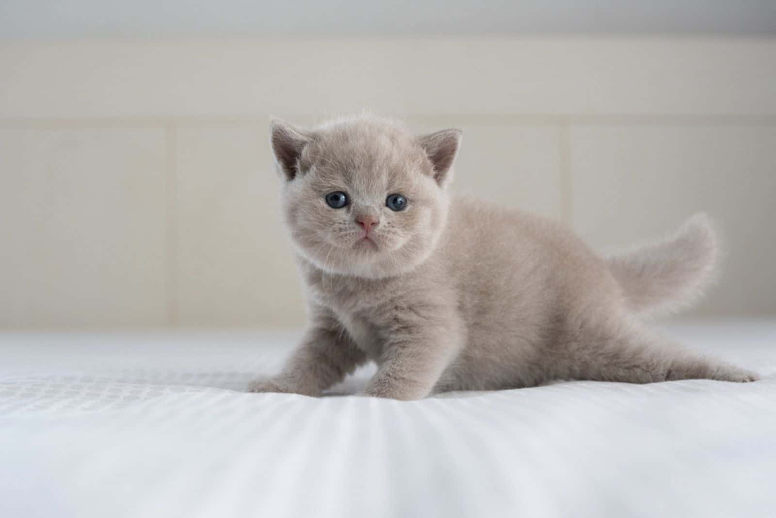 cute kitten trying to walk