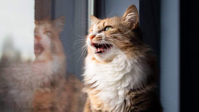 cat sitting by window Chattering